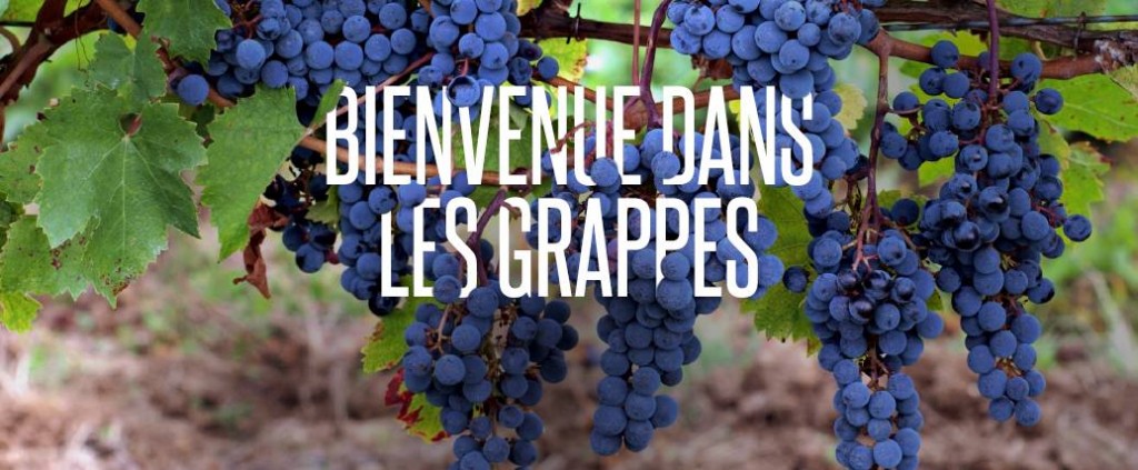Les-grappes-loic-tanguy-vin